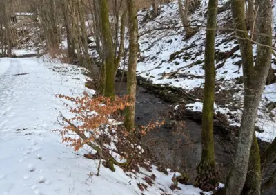 Schneebedeckte Landschaft mit einem kleinen Bach, umgeben von Bäumen und winterlicher Vegetation.