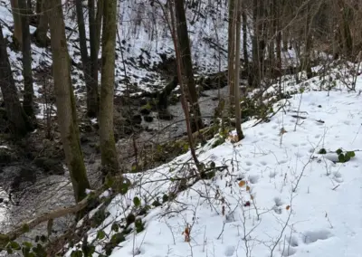 Schneebedeckte Landschaft mit einem kleinen Bach, umgeben von Bäumen und Sträuchern im Winter.